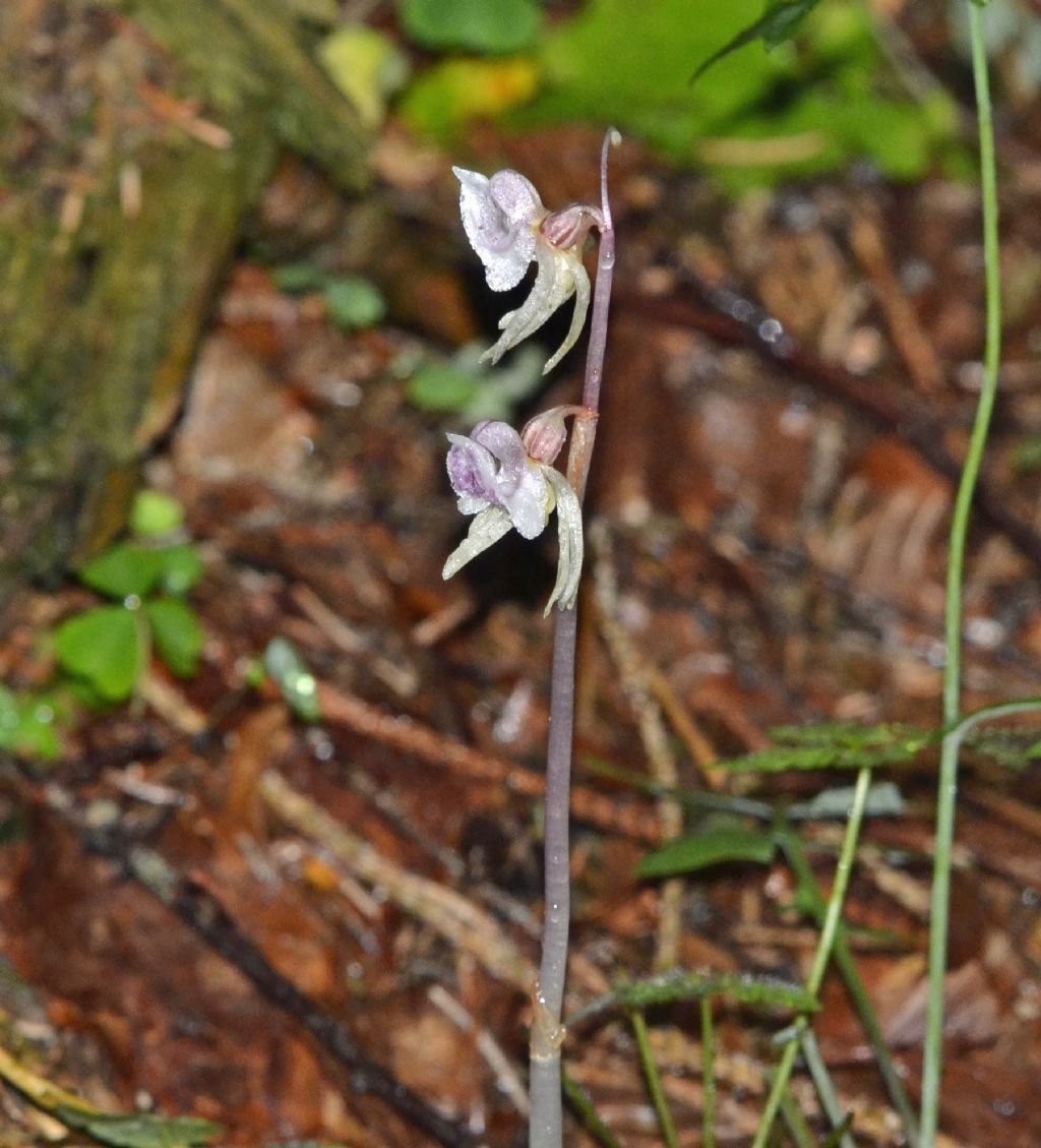 Epipogium aphyllum